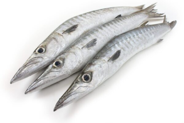 Barracuda entier 1KG